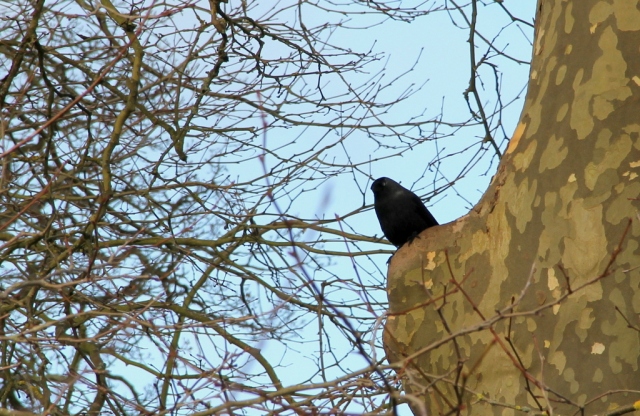 Crow looking on