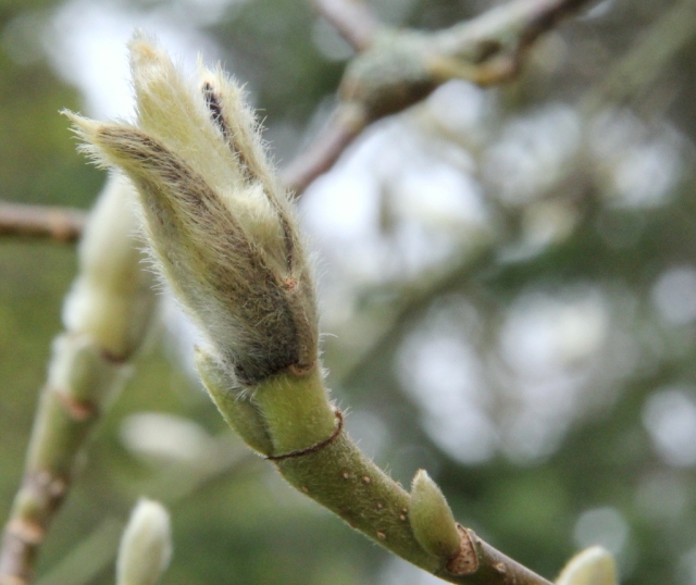 Magnolia bud opening