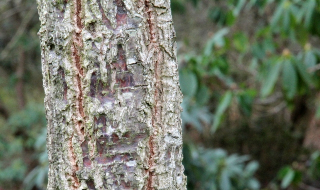 Quercus oxyodon bark