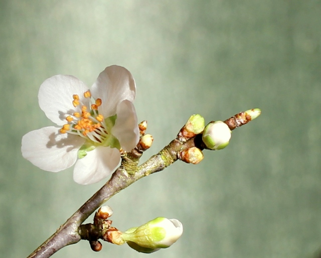 Opening plum flower