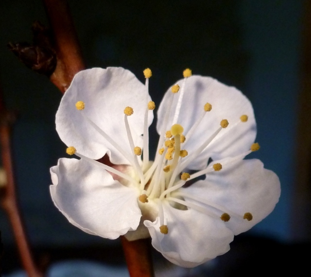 Panasonic version of plum flower