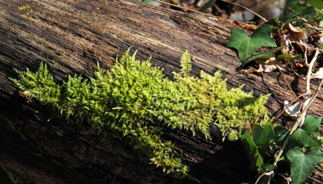 Moss on old tree trunk