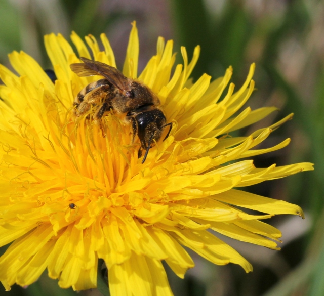 Another bee on dandelion (Halictus ?)