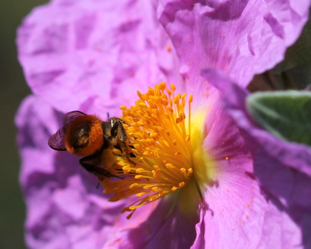 Osmia collecting pollen