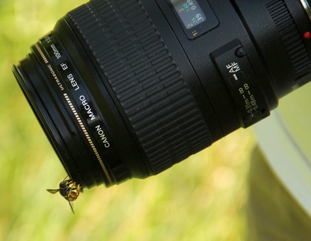 Anthidium bee on camera lens
