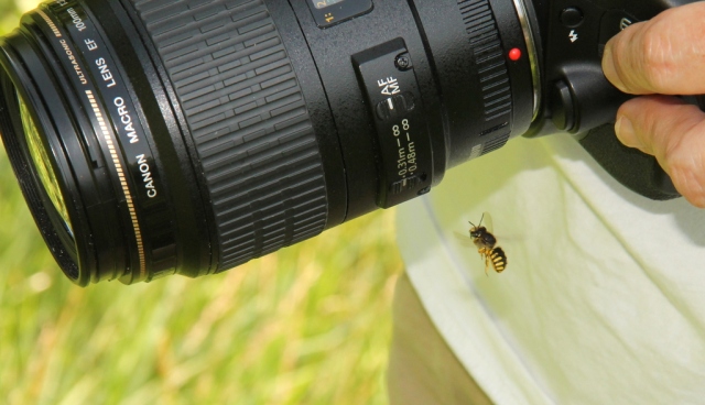 Anthidium bee and camera lens