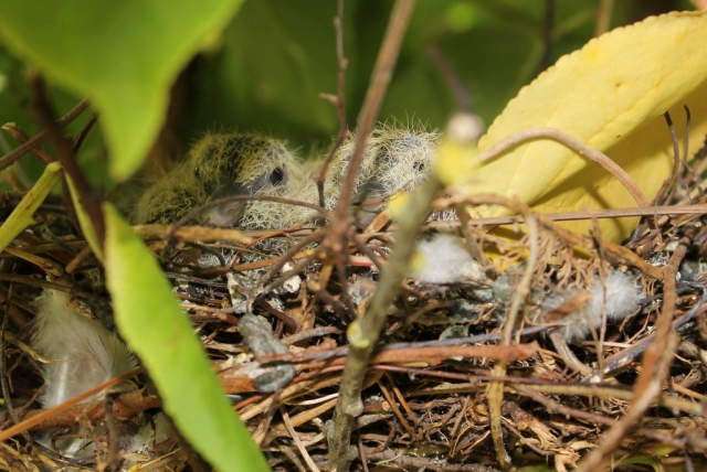 Ring doves in nest