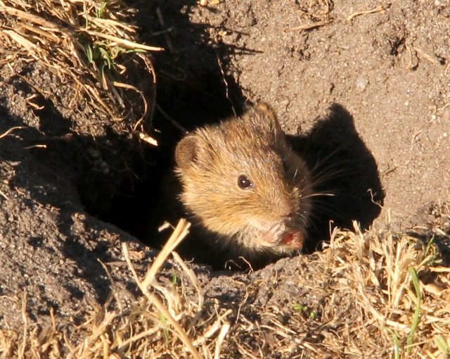 Mouse sits in hole