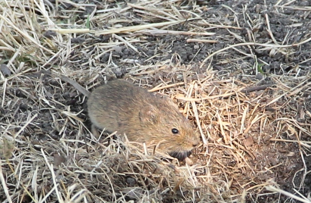 Mouse on grass