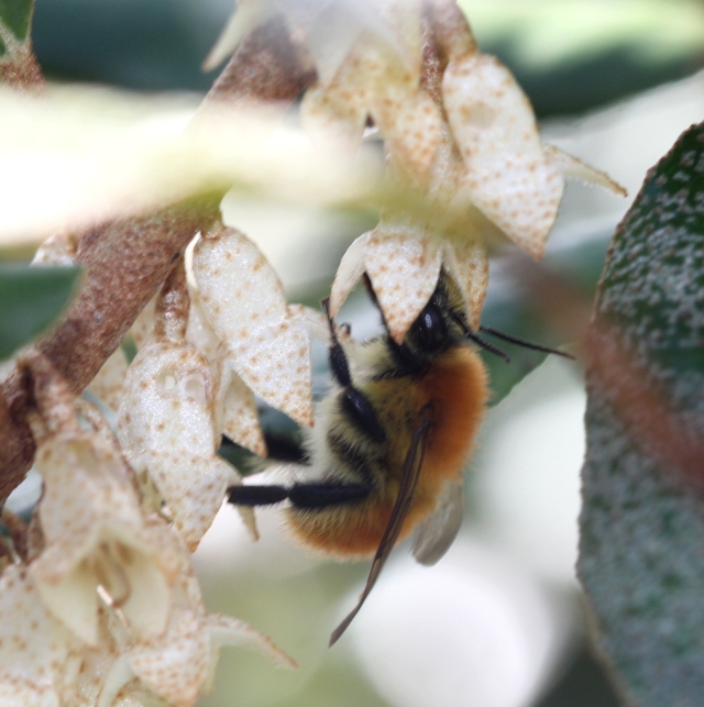 Carder bee on Elaeagnus ebbingei