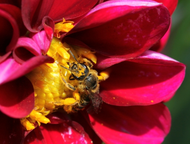 Bee in Dahlia-28.8.13