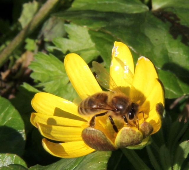 Bee in Cellandine 17.2.13