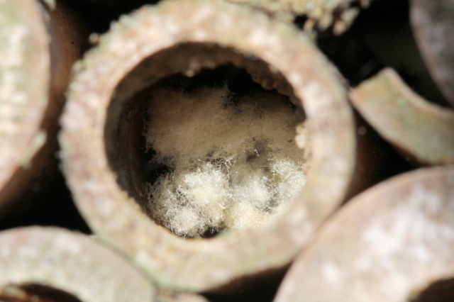Anthidium's cotton nest