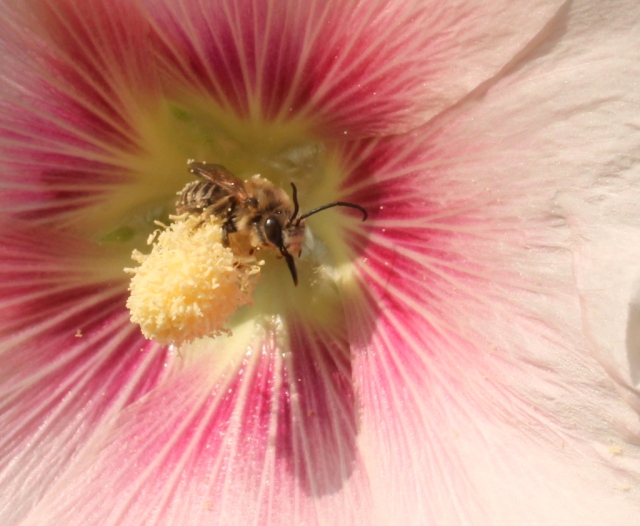 Bee in Holly hock.13.7.13