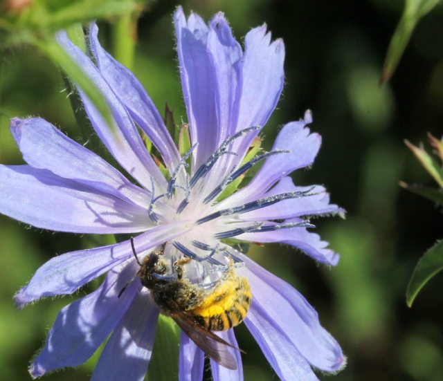 Bee in Chicory.11.8.13