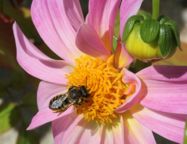 Bee in Dahlia.11.8.13