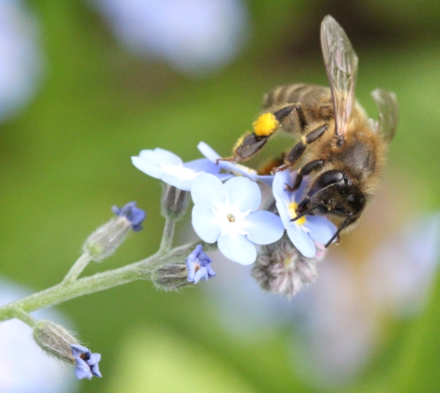 Bee on Forget-me-not.18.4.13