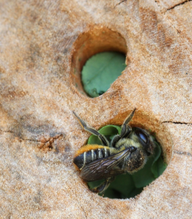 Megachile beginning of September