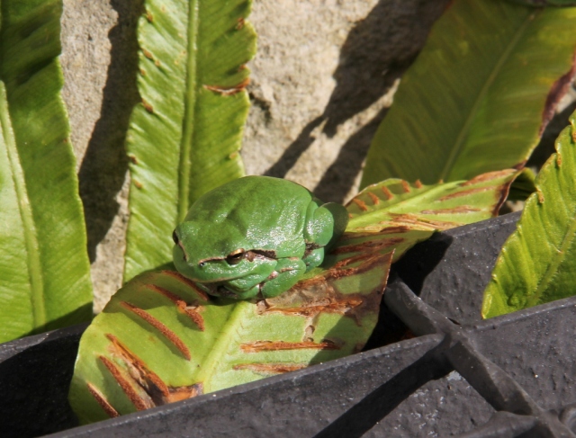  Tree frog on well 19.1.14