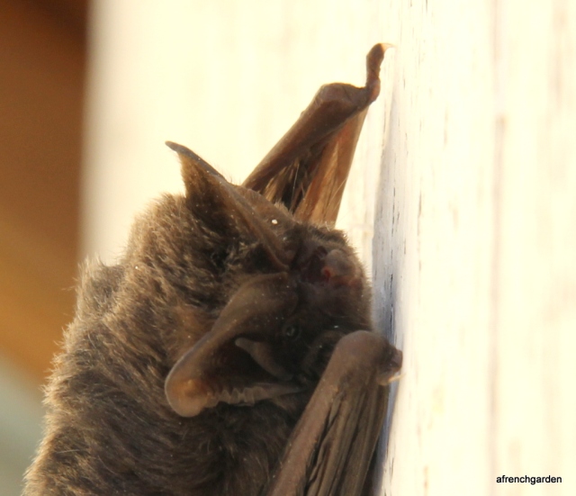 Close up Barbastelle bat