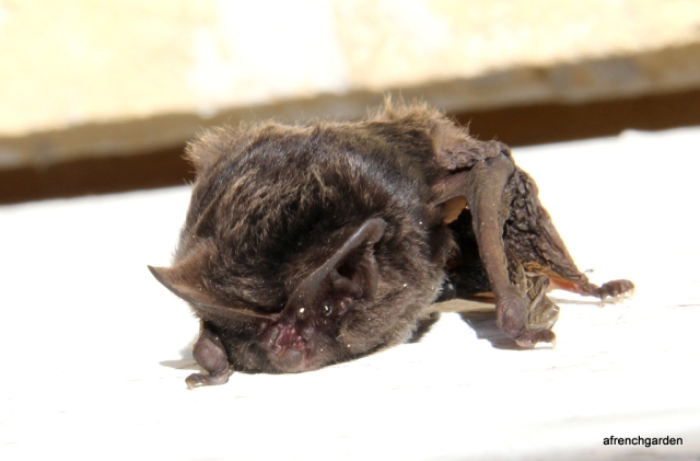 Barbastelle bat mouth open