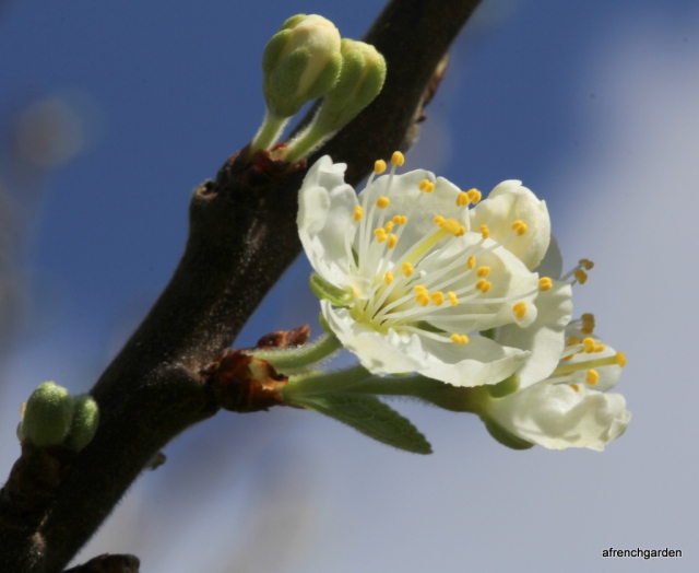Victoria plum blossom