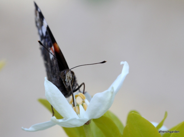 1-Choisia butterfly