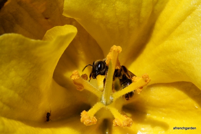 Halictid in Fremontodendron