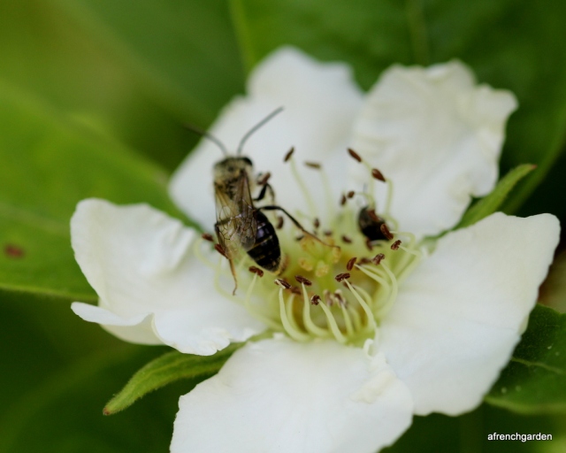 Neflier flower and bee