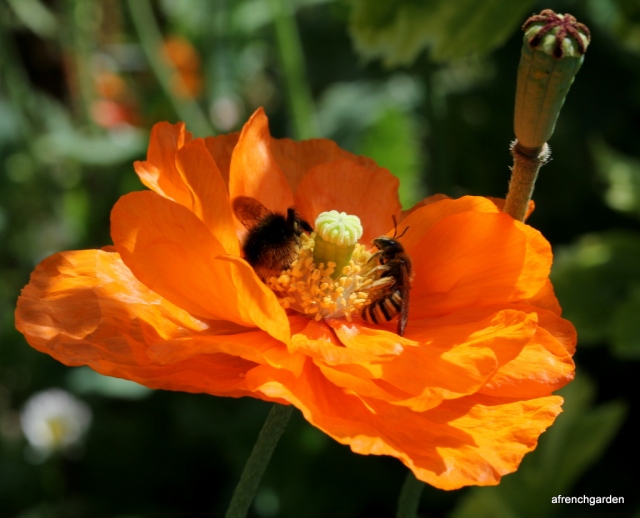 Poppy and 2 bees