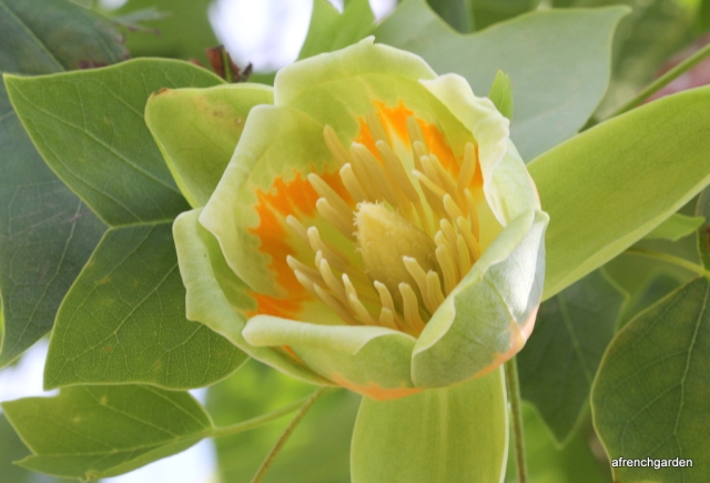 Open flower of Liriodendron