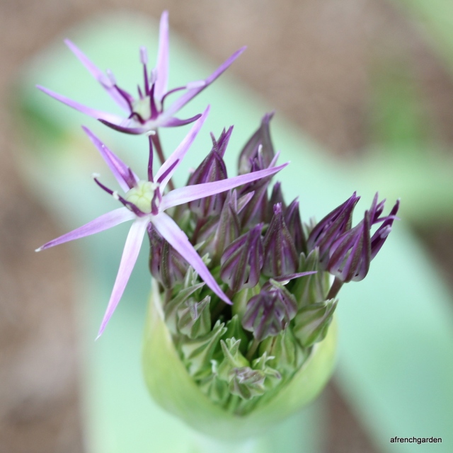 Allium opening