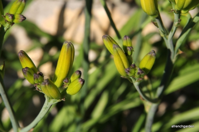 yellow lily buds
