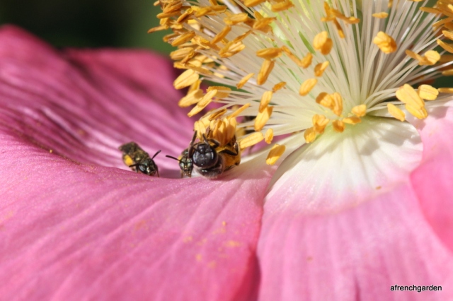 Pink poppy and bees