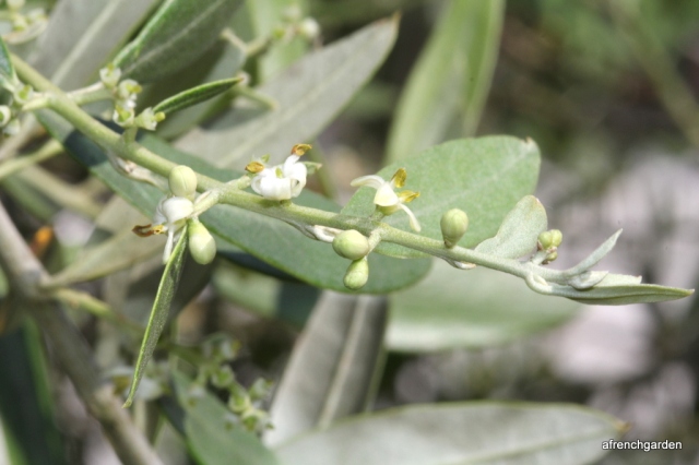 Olive tree buds and flowers