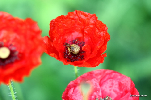 1-Red poppies