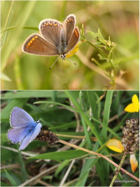 Top-Common Blue (Polyommatus icarus) F Lower-Common Blue M