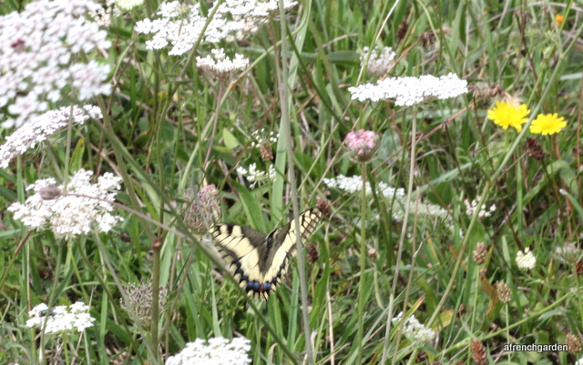 Swallowtail, Papilio machaon
