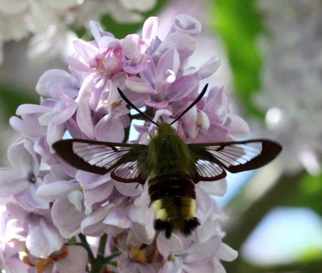 Hawk Moth Hemaris fuciformis