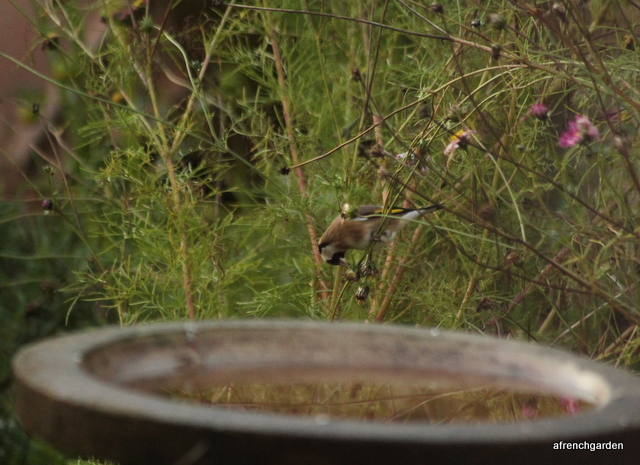 Goldfinch eating Cosmos seeds