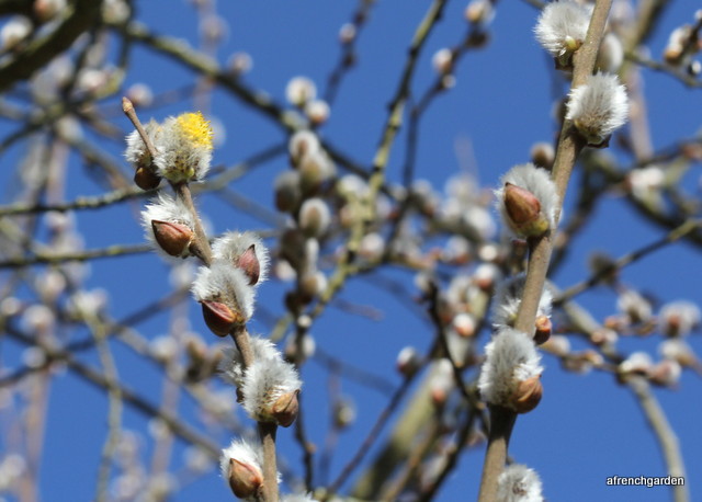 Willow stamens