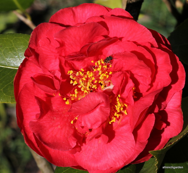 Red Camellia
