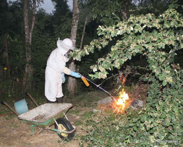 Burning the nest of asian hornets