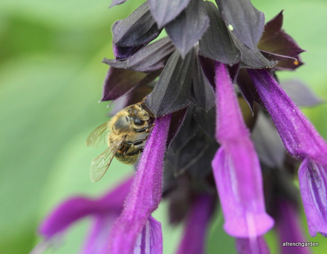 Salvia Amistad and bee