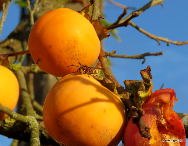 persimmons and asian hornet