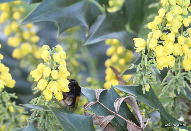 Mahonia Charity and queen bumble bee