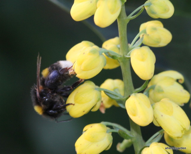 Worker bumble bee on Mahonia