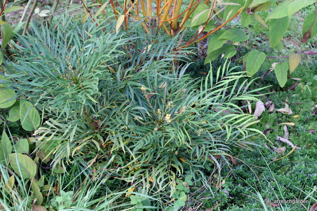 Mahonia eurybracteata