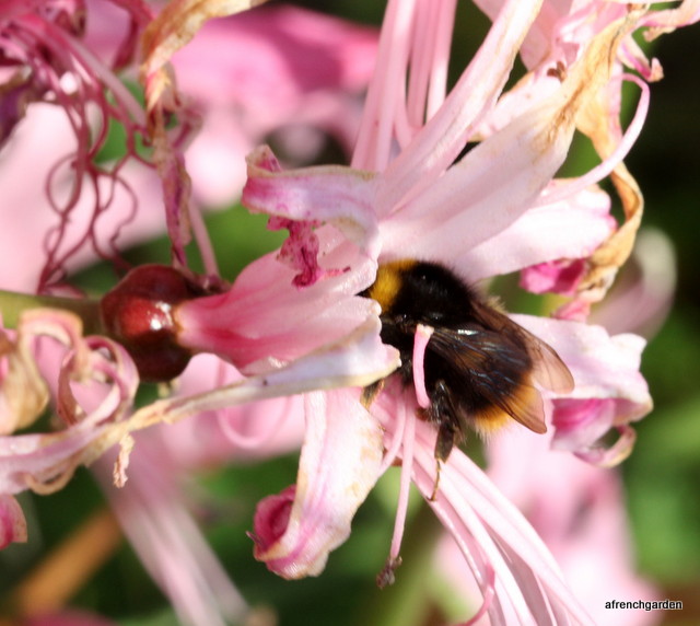 Nerine bowdenii early bumble bee