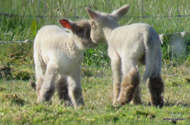 lambs in Feb 2016